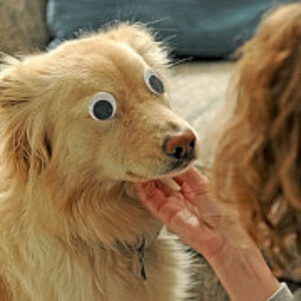 Meet your Posher, J.J. Handsome - Picture 2 of 2